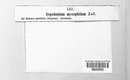 Hypomyces chrysospermus image